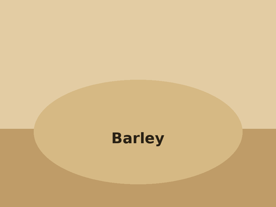 Barley