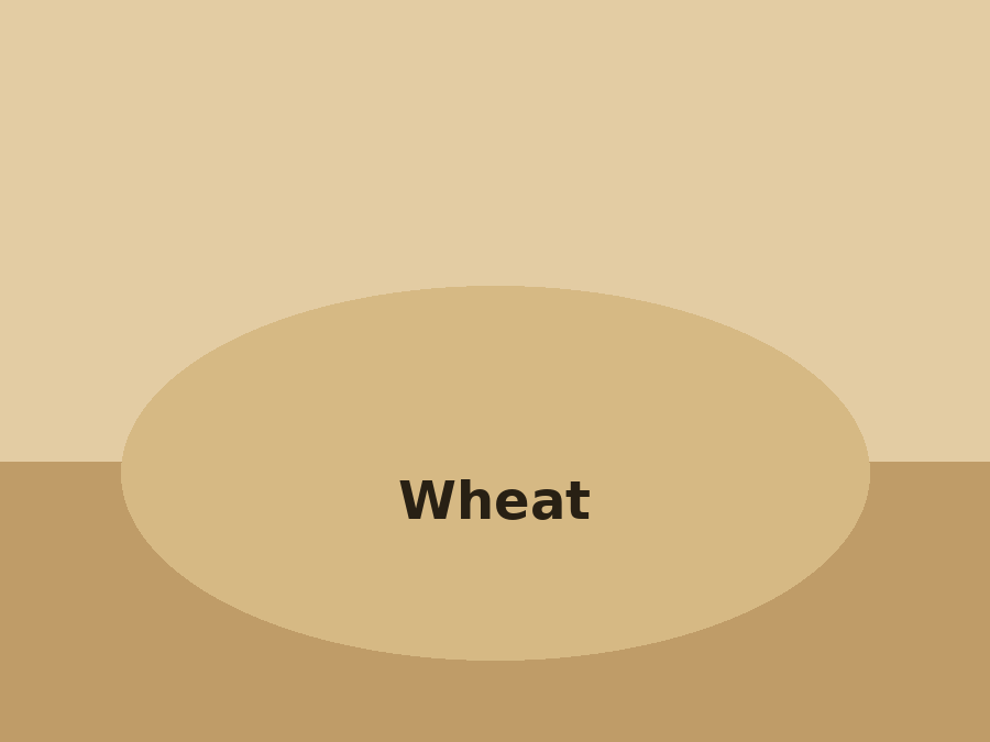 Wheat